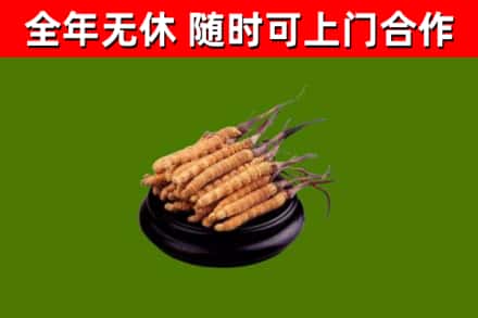 乌鲁木齐烟酒回收冬虫夏草.jpg